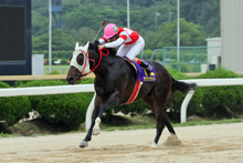 昨年優勝馬:オリオンザナイト