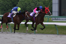 昨年優勝馬:ゴールデンクリーク