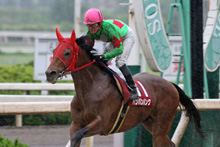 昨年優勝馬:バンバンバンク