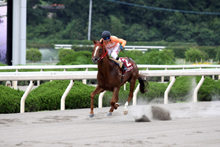 昨年優勝馬：オオエライジン