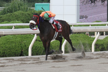 昨年優勝馬：メイレディ
