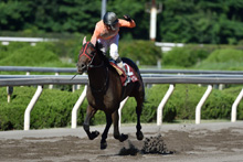昨年優勝馬：インディウム