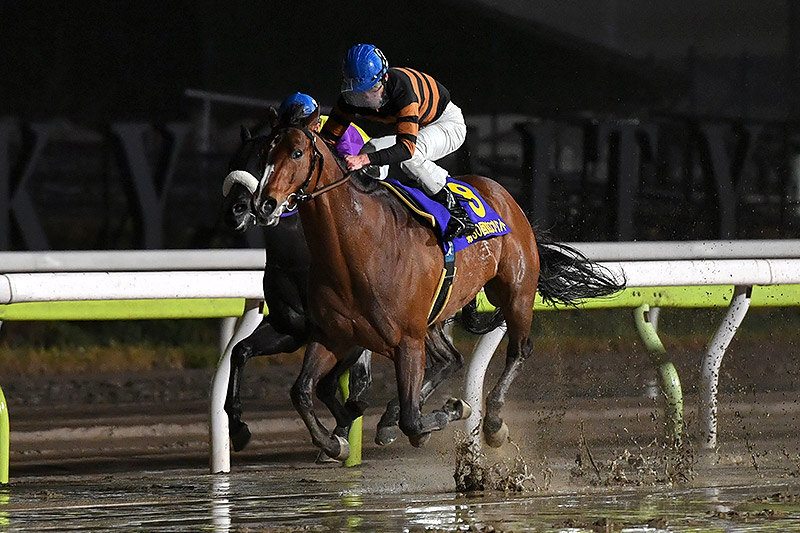 2019年 キタサンミカヅキ 進化する9歳馬が若馬を圧倒