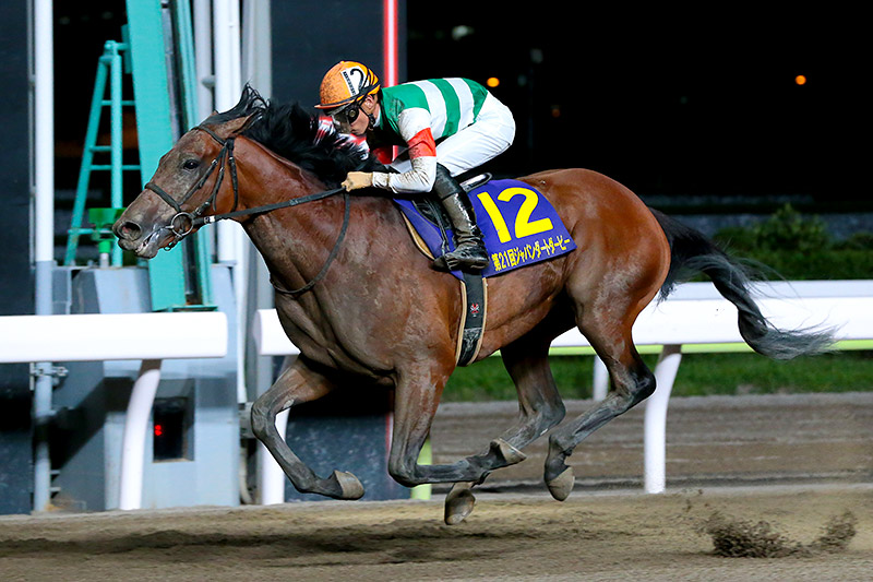2019年 クリソベリル 無敗で3歳ダートの頂点に