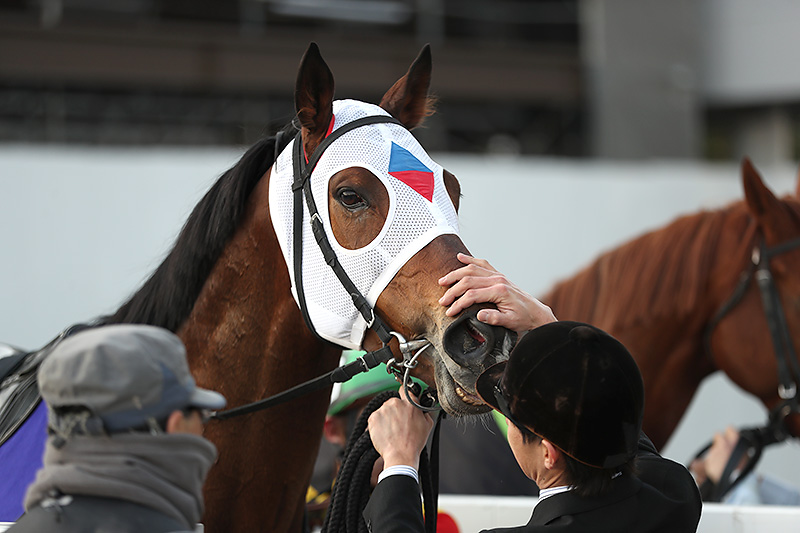 2019年 ミツバ　充実を見せ7歳でのJpnI初制覇