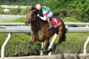 過去5年の競走成績 02