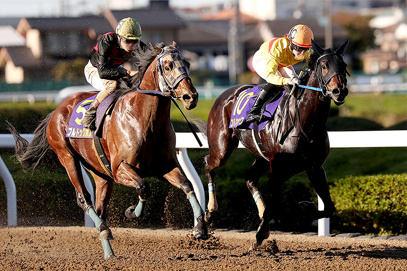 2019年 ブルドッグボス　地方馬として3頭目のJBC勝利