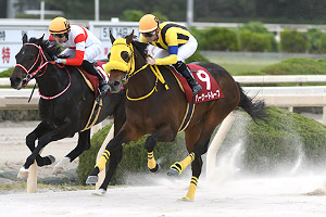 過去5年の競走成績 01