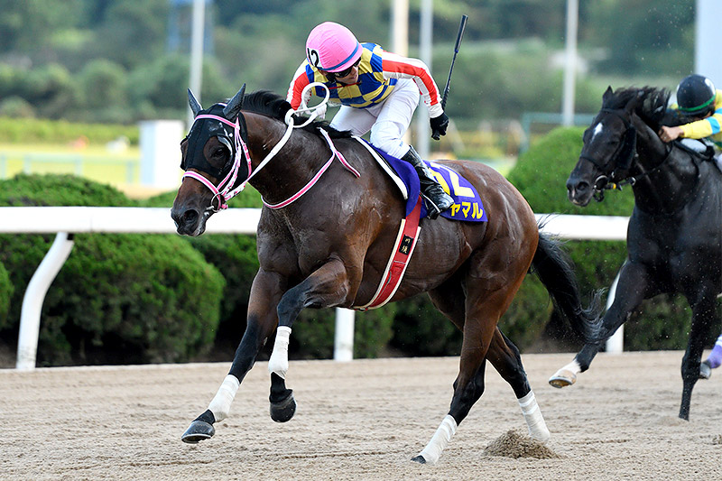 2022年 シャマル　DG2勝目で秋の大一番へ名乗り