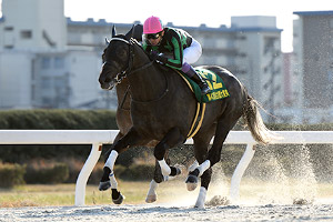 過去5年の競走成績 2019