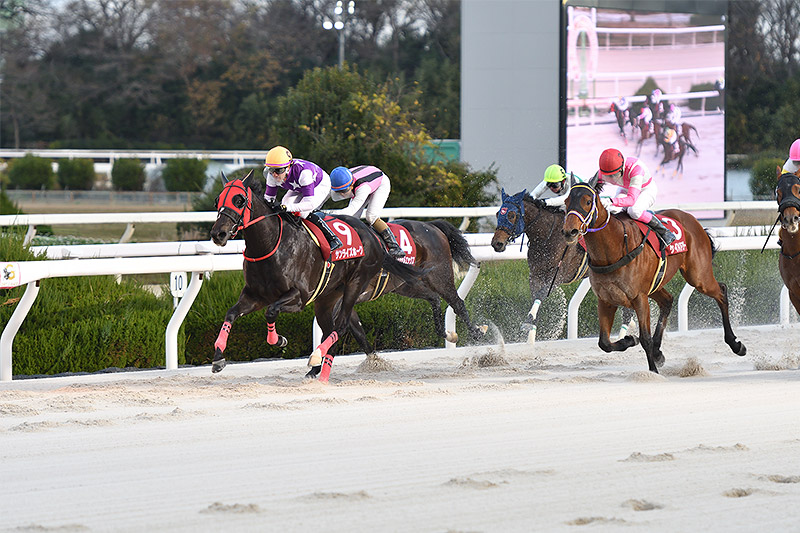 2023年 サンライズホーク　気性難を克服し重賞連勝