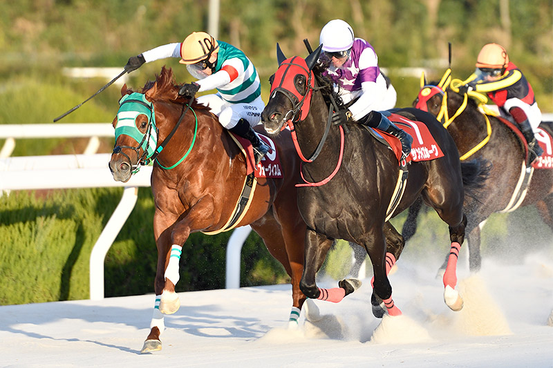 2024年 フォーヴィスム ハナ差の接戦を制し地方馬初勝利