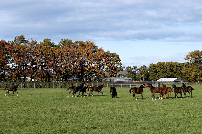 マルシュロレーヌとラヴズオンリーユーが育ったノーザンファームYearling（イヤリング）。