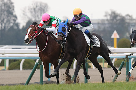 芝コースでデビュー戦を迎える 写真