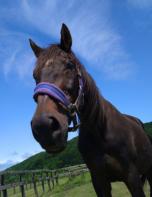 高橋華代子の 続 気になるあの馬は Web Furlong