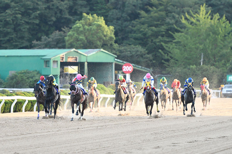 第22回サマーチャンピオンJpnIII｜web Furlong