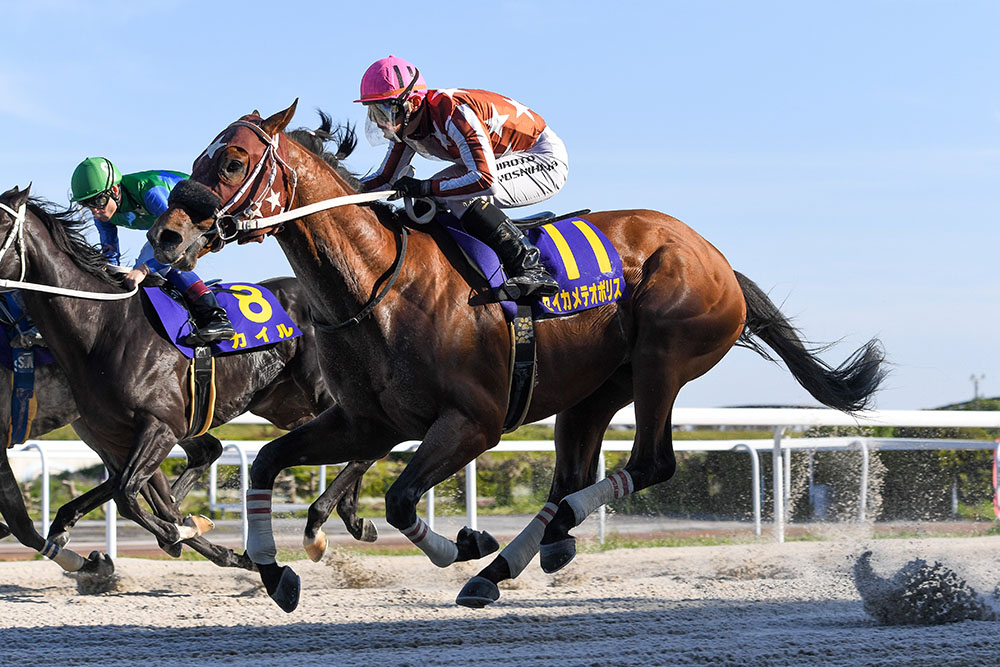 オグリキャップ まねき馬倶楽部 21周年記念カード No.548 オグリ