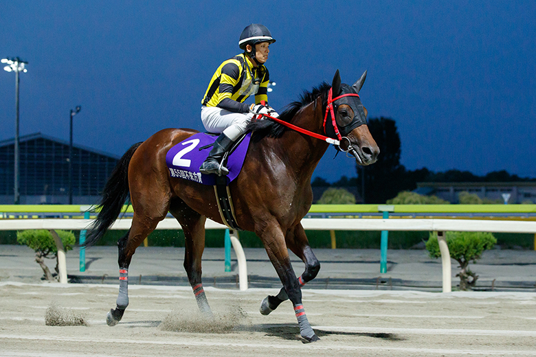 gialloさま専用】ミュージカル缶、レディ・グレイ、Amatller競馬場の