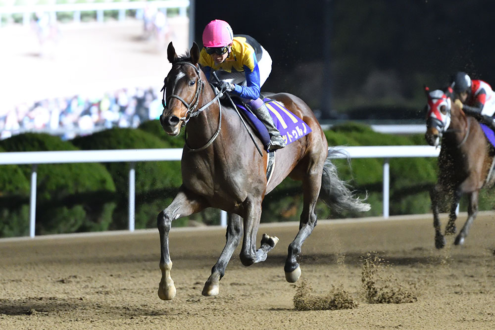 まねき馬倶楽部 シンザン カードアルバム 競馬 レア 2025年最新】Yahoo!オークション -シンザン(トレーディング