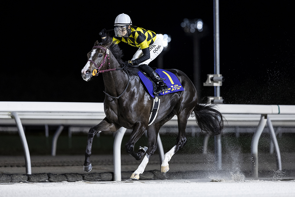 ユーザーフレンドリー ジャパンカップ 単勝 馬券 競馬 競走馬