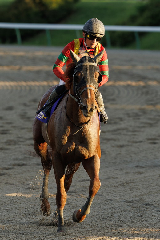 競馬ゼッケン　2014年9月28日　OROカップ 第29回マーキュリーカップJpnIII｜web Furlong