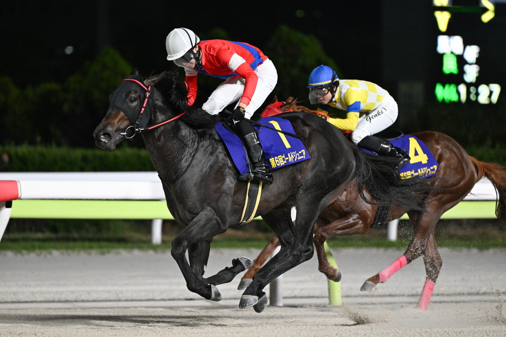 【中古】 ハロン 地方競馬の季刊情報誌 １８２/ＮＡＲ地方競馬全国協会 9fd417d23cc86264b70b2932cb4f3c