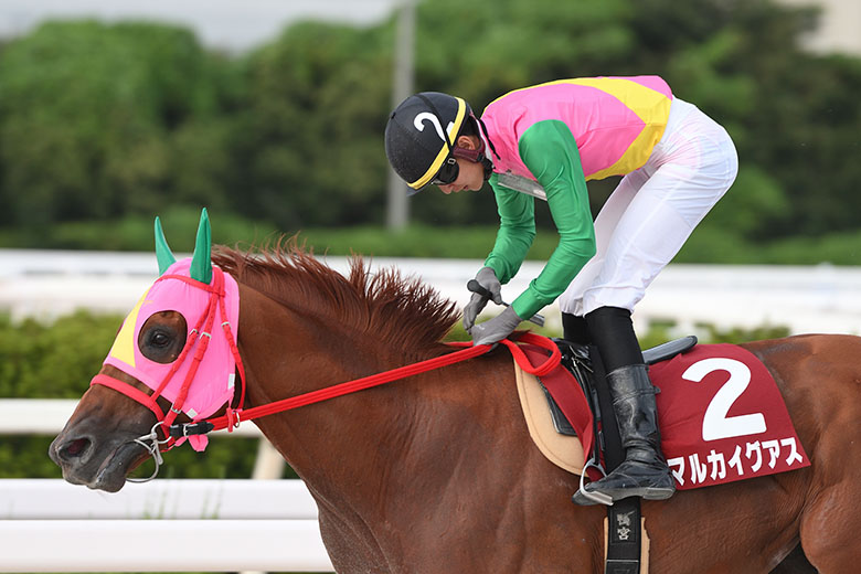 第65回姫山菊花賞｜web Furlong