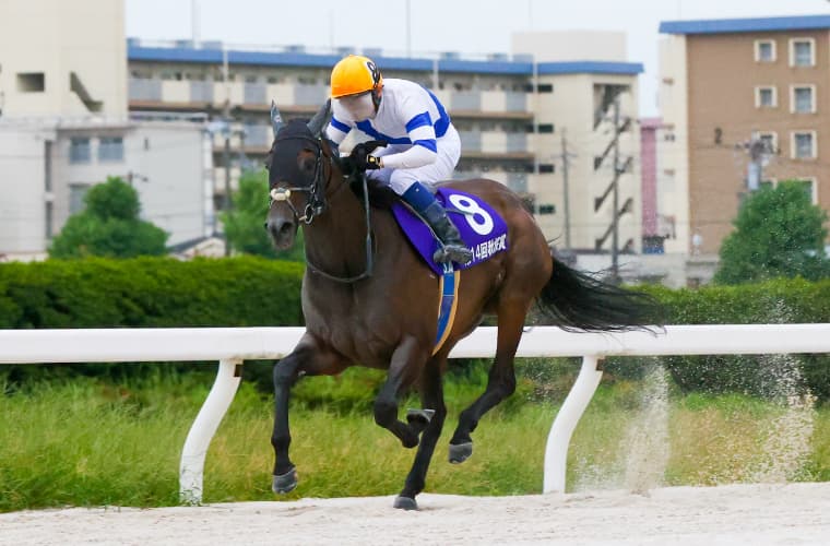 秋桜賞(サラーブ)