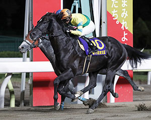 東京盃