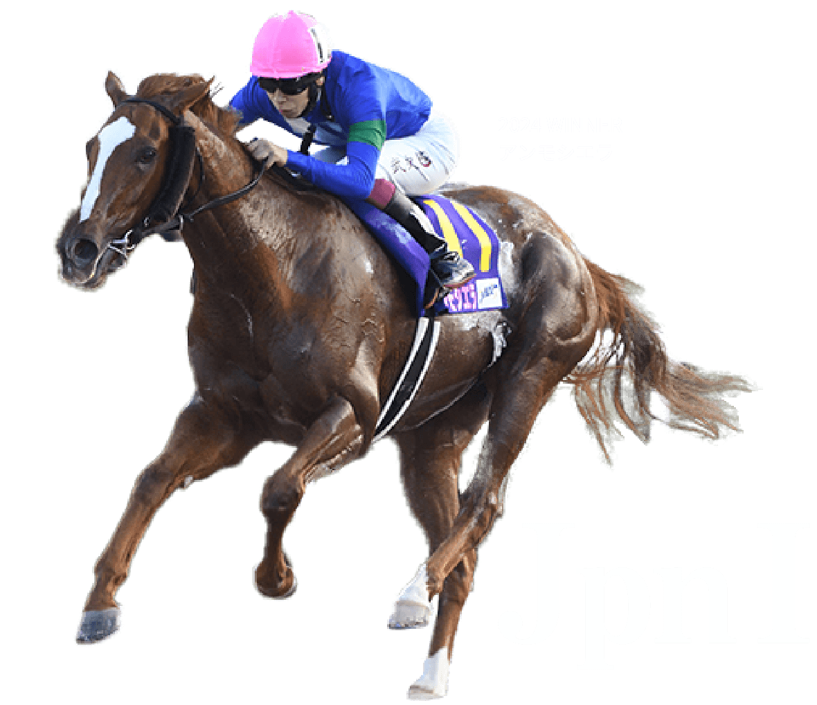 2024 winner アンモシエラ