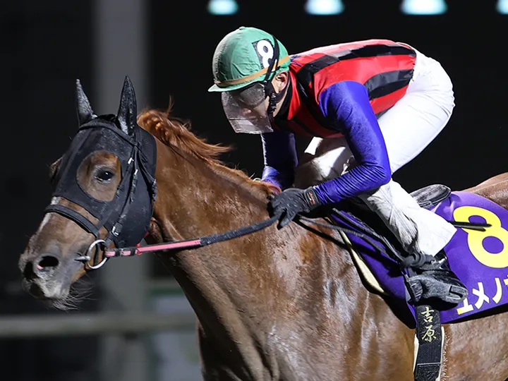 レース紹介｜金の鞍賞｜[年末年始競馬]競馬プレミアムウィーク公式サイト