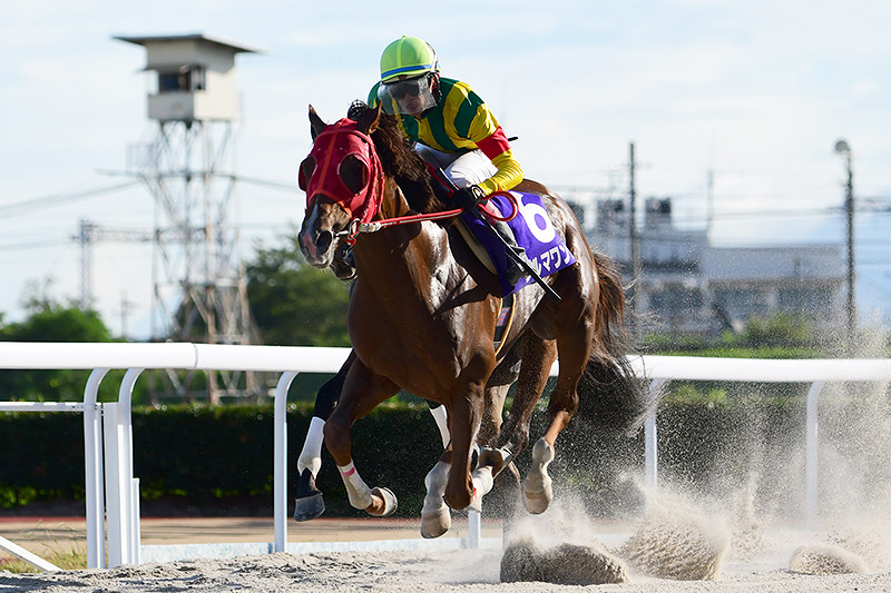 2020年 ダルマワンサ ダービー馬をしりぞけ快勝