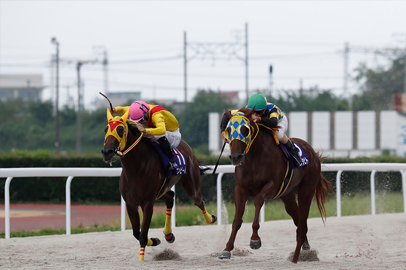 2022年 タニノタビト　5年ぶり東海三冠馬誕生