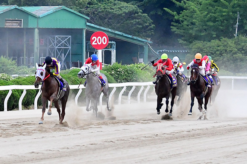 2019年 スーパージンガ　5馬身差圧勝で二冠達成