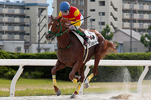 過去5年の競走成績 2017