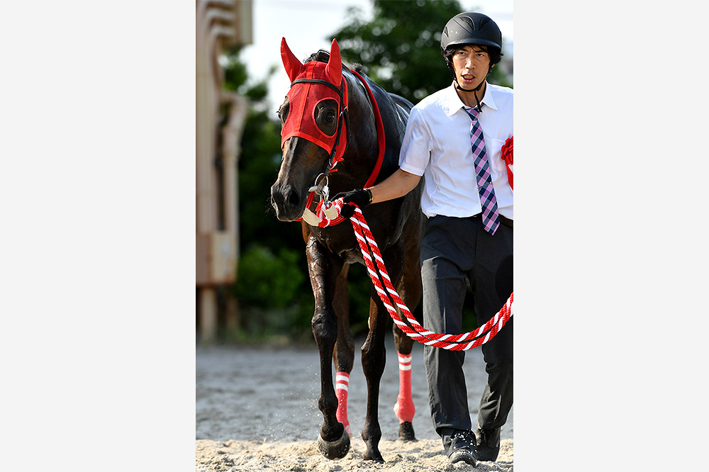2019年 エムエスクイーン 33年ぶり無敗のダービー馬誕生