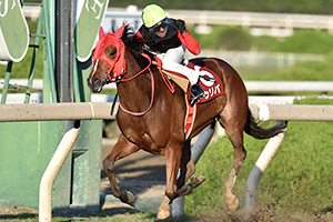 過去5年の競走成績 2017