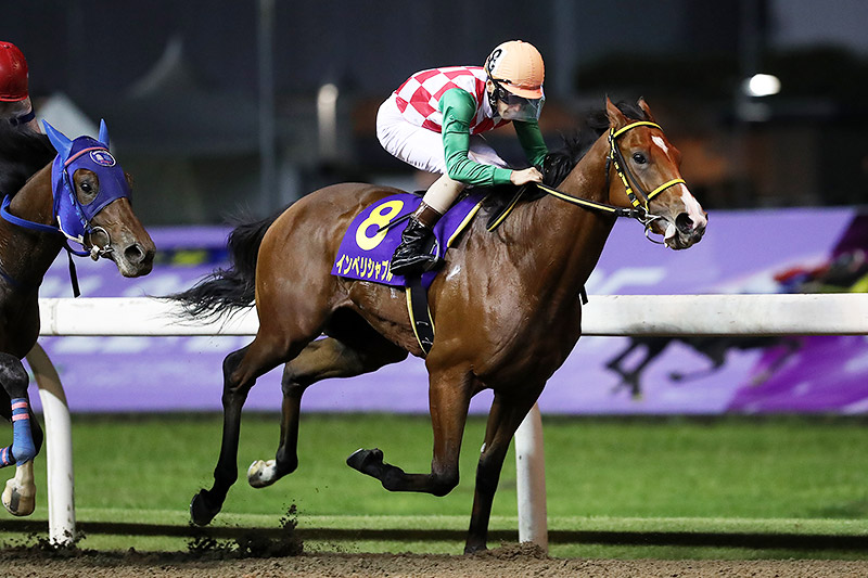 2019年 インペリシャブル スピードの違いで他馬を圧倒