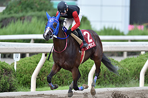 過去5年の競走成績 2017