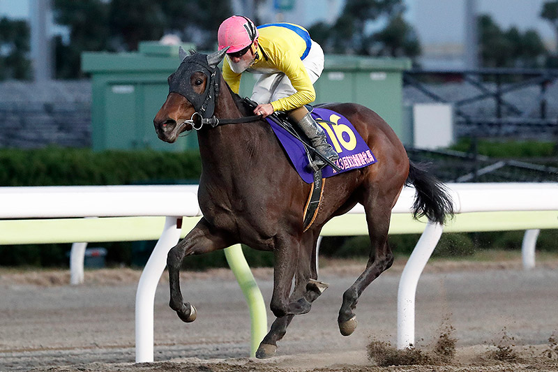 2019年　レイチェルウーズ　無傷の4連勝で牝馬戦線の主役に