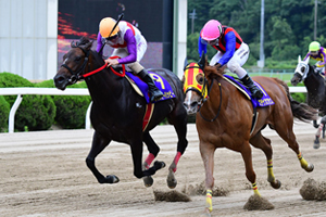 過去5年の競走成績 2019