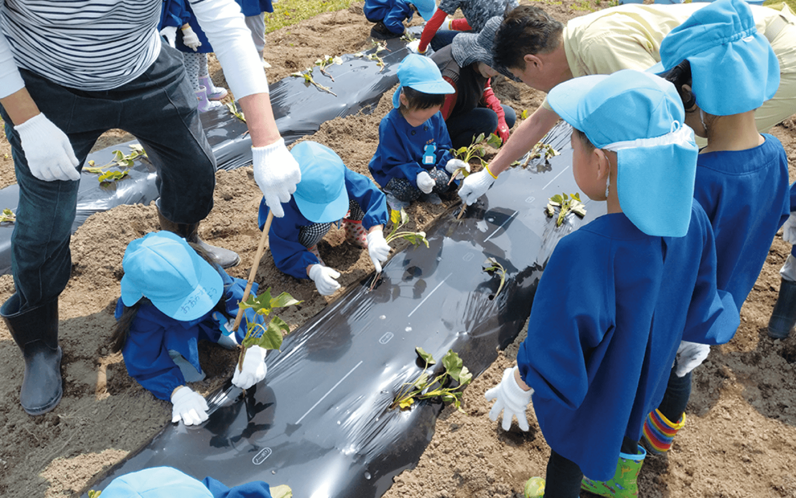さつまいもの苗植えをする園児たち